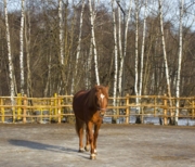САМАРА